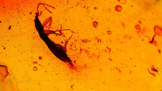 Burmese Amber fossil with insect - FossilsAndMore