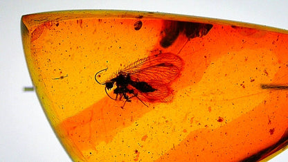 Burmese Amber fossil with lacewing fly insects (Burmite amber) - FossilsAndMore