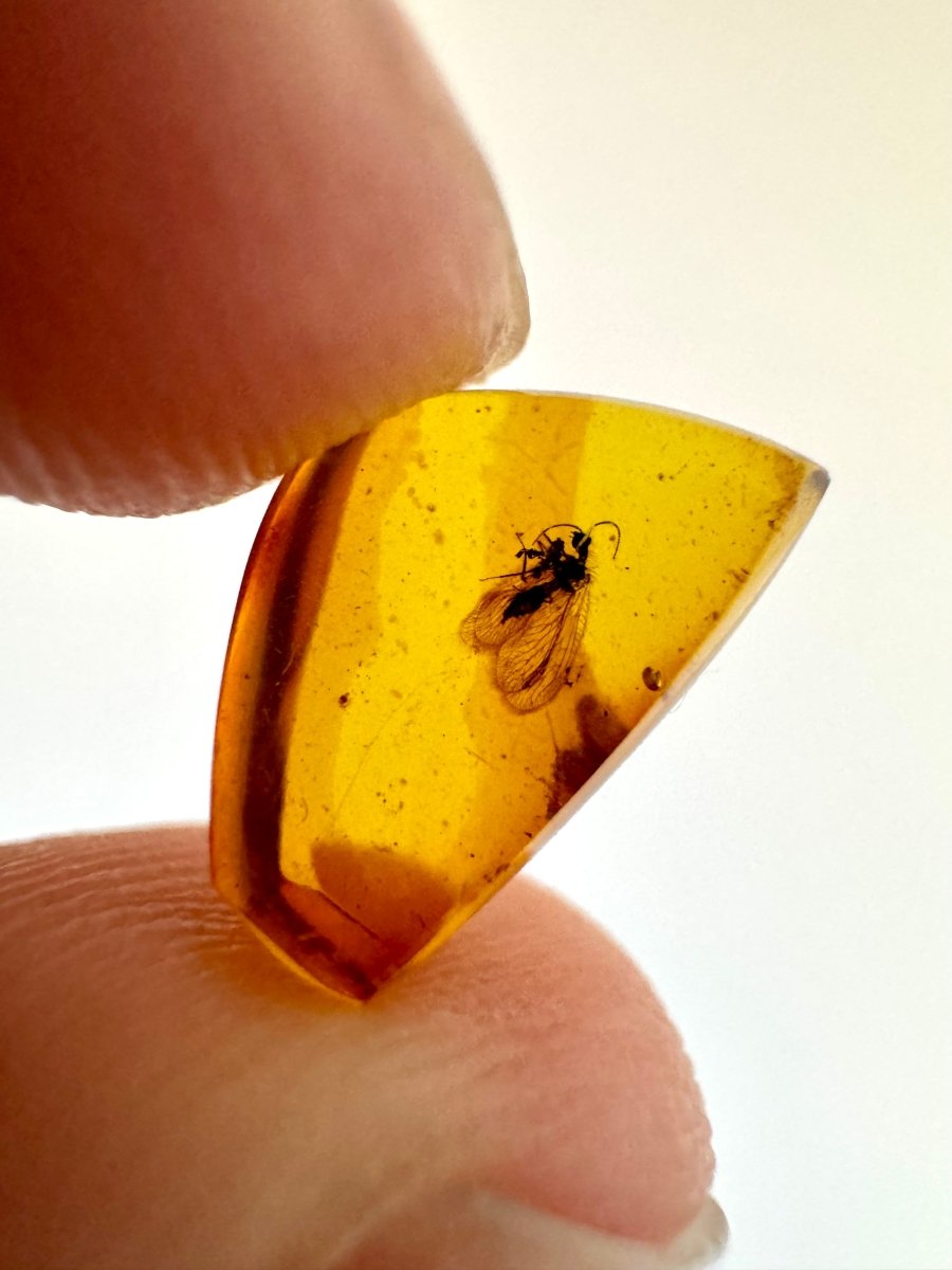 Burmese Amber fossil with lacewing fly insects (Burmite amber) - FossilsAndMore