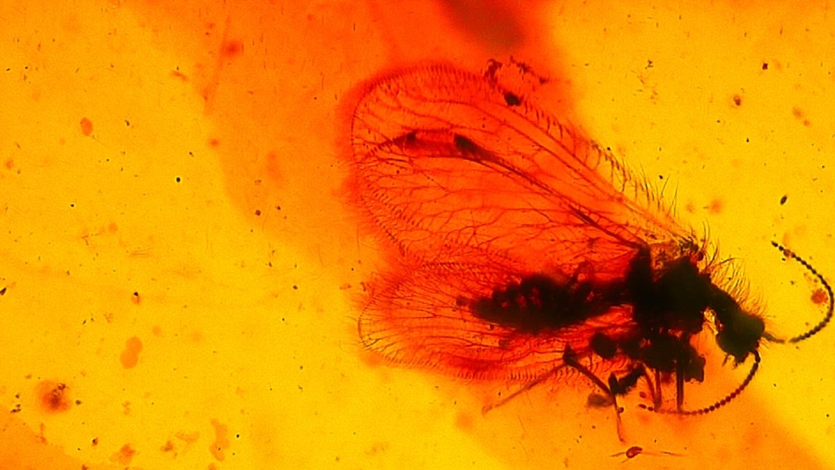 Burmese Amber fossil with lacewing fly insects (Burmite amber) - FossilsAndMore