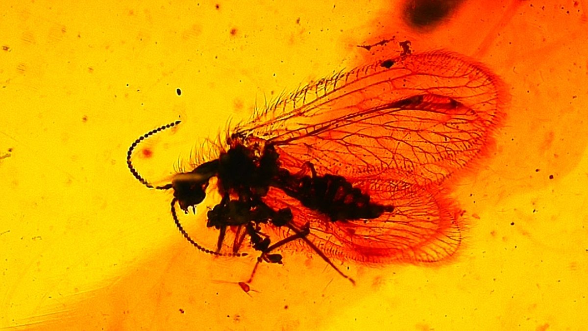 Burmese Amber fossil with lacewing fly insects (Burmite amber) - FossilsAndMore