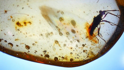 Burmese Amber fossil with large bug insect (Burmite amber) - FossilsAndMore