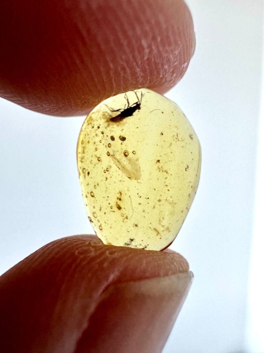 Burmese Amber fossil with large bug insect (Burmite amber) - FossilsAndMore