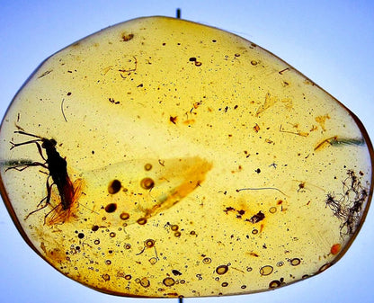 Burmese Amber fossil with large bug insect (Burmite amber) - FossilsAndMore