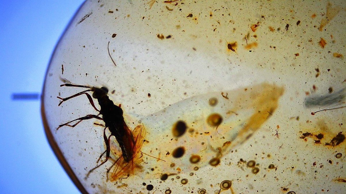 Burmese Amber fossil with large bug insect (Burmite amber) - FossilsAndMore