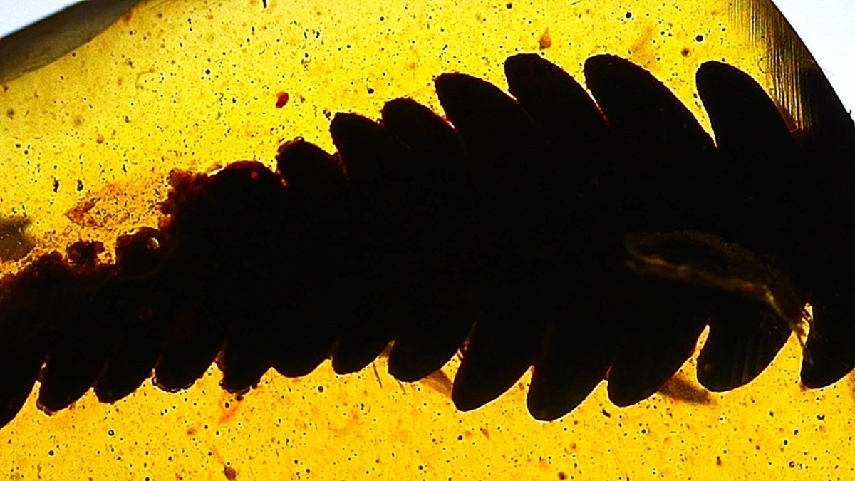 Burmese Amber fossil with leaf inclusion, Cretaceous period (0.52") - FossilsAndMore