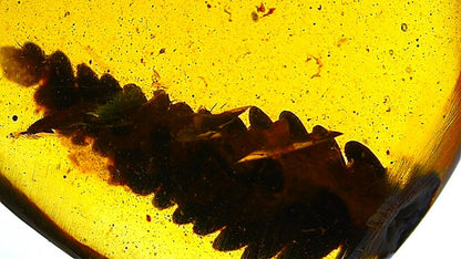 Burmese Amber fossil with leaf inclusion, Cretaceous period (0.52") - FossilsAndMore