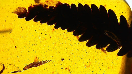 Burmese Amber fossil with leaf inclusion, Cretaceous period (0.52") - FossilsAndMore