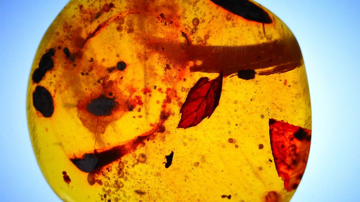 Burmese Amber fossil with leaf inclusion from Myanmar - FossilsAndMore