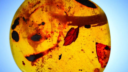 Burmese Amber fossil with leaf inclusion from Myanmar - FossilsAndMore