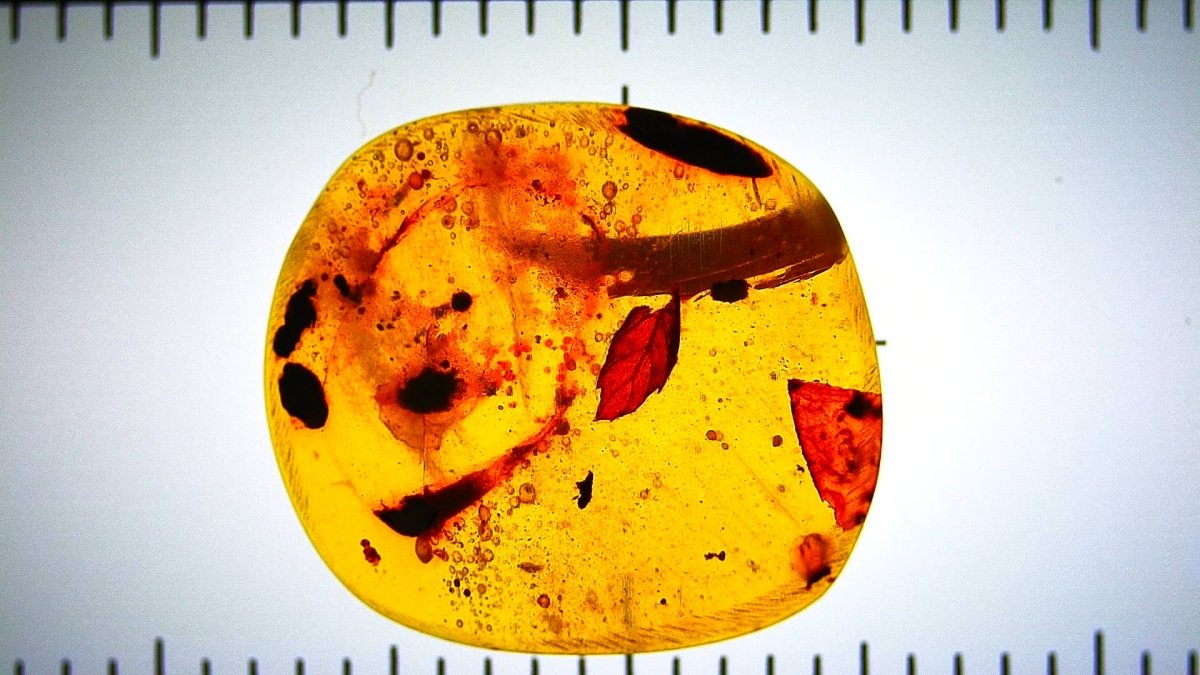 Yellow amber piece with leaf inclusions on a white background with a ruler for scale.