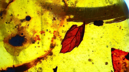 Burmese Amber fossil with leaf inclusion from Myanmar - FossilsAndMore