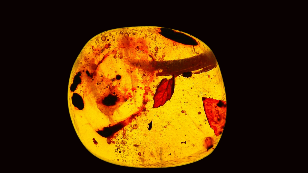 Burmese Amber fossil with leaf inclusion from Myanmar - FossilsAndMore