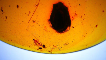 Burmese Amber fossil with mosquito inclusion - FossilsAndMore