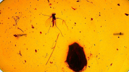 Burmese Amber fossil with mosquito inclusion - FossilsAndMore