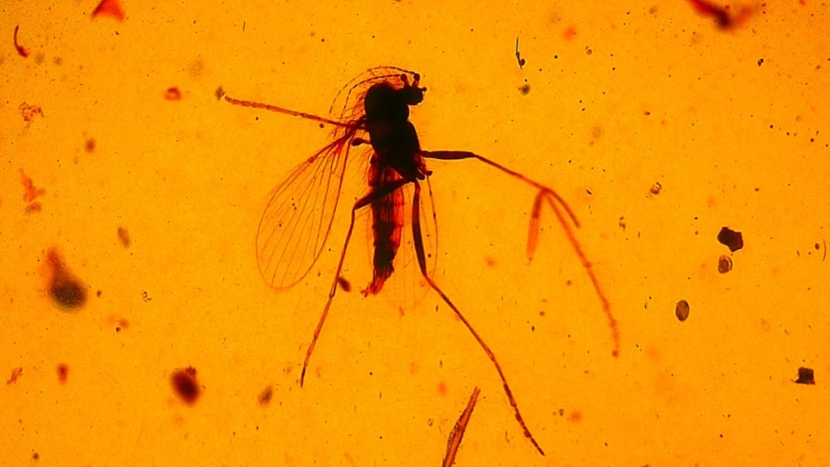 Burmese Amber fossil with mosquito inclusion - FossilsAndMore