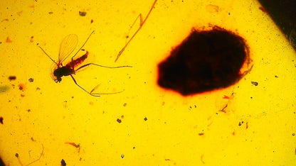 Burmese Amber fossil with mosquito inclusion - FossilsAndMore