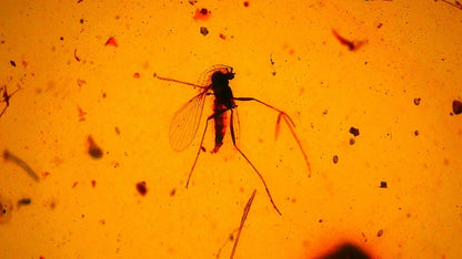 Burmese Amber fossil with mosquito inclusion - FossilsAndMore