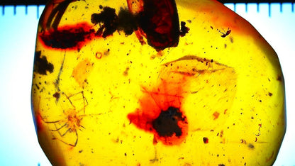 Close-up of amber with embedded spider insects under light.
