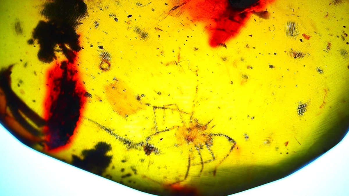 Burmese Amber fossil with small spider species insect inclusion from Myanmar - FossilsAndMore