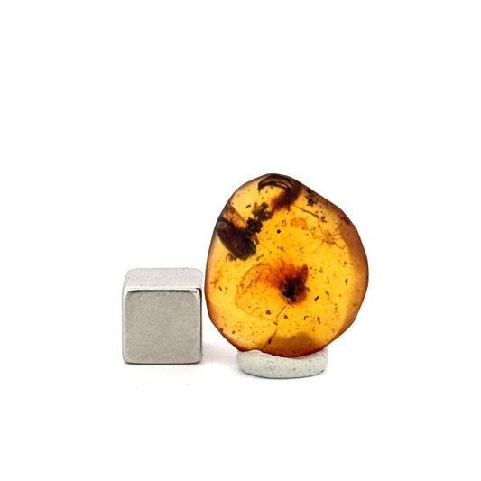 Burmese Amber fossil with small spider species insect inclusion from Myanmar - FossilsAndMore