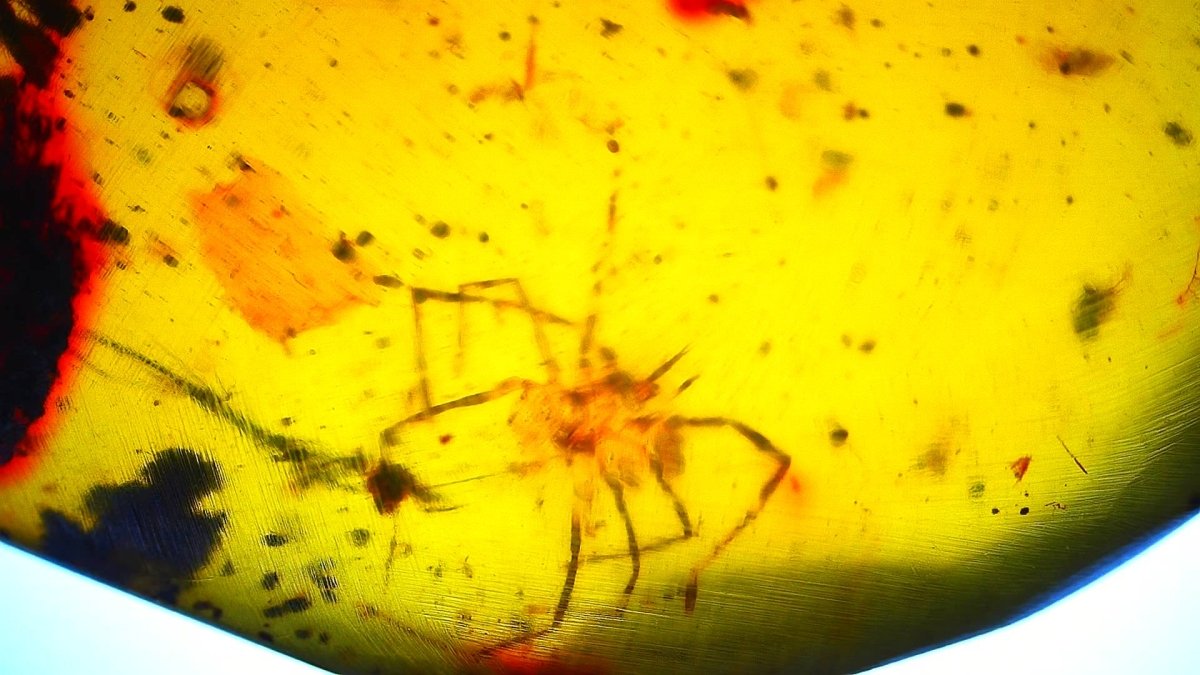 Burmese Amber fossil with small spider species insect inclusion from Myanmar - FossilsAndMore