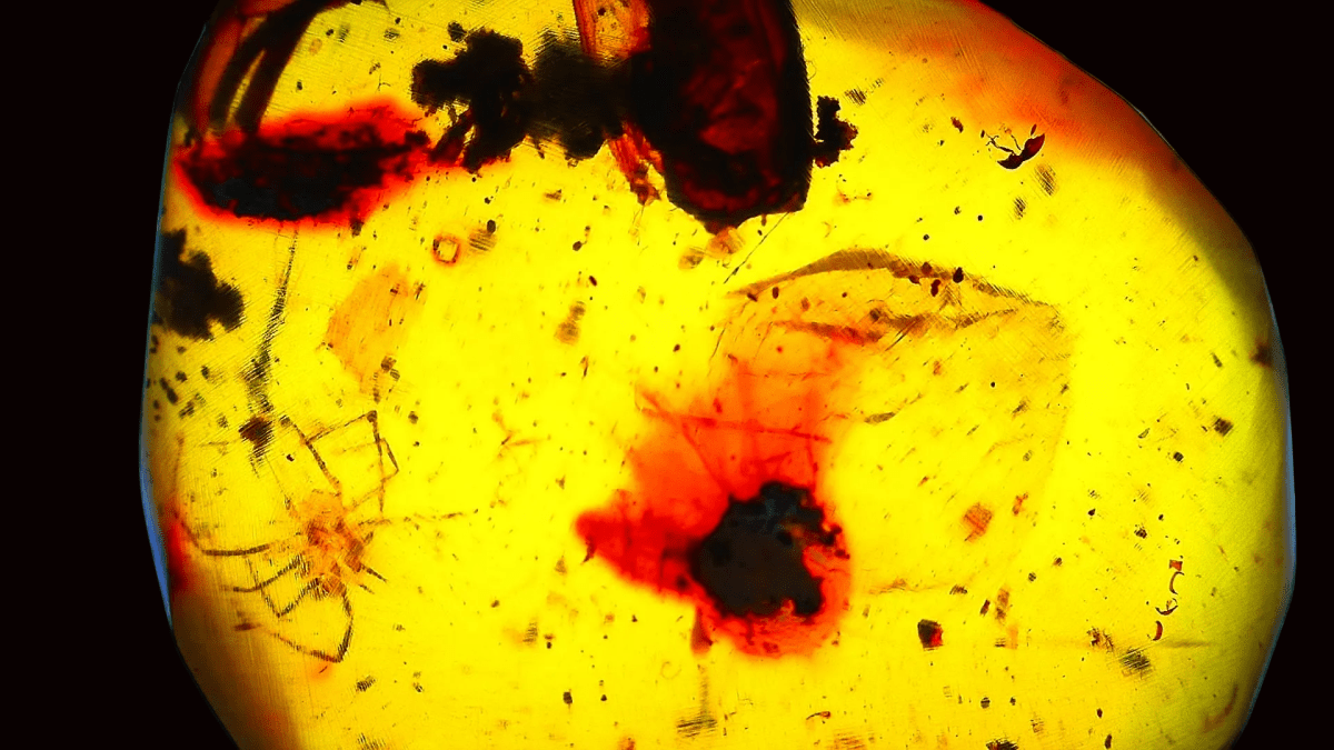 Burmese Amber fossil with small spider species insect inclusion from Myanmar - FossilsAndMore