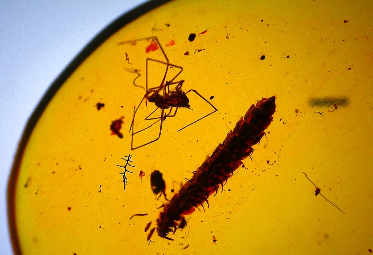 Burmese Amber fossil with Spider and unknown milipede insect (Burmite amber) - FossilsAndMore