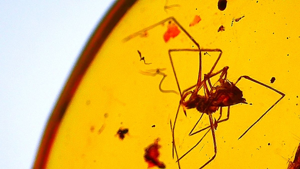 Burmese Amber fossil with Spider and unknown milipede insect (Burmite amber) - FossilsAndMore