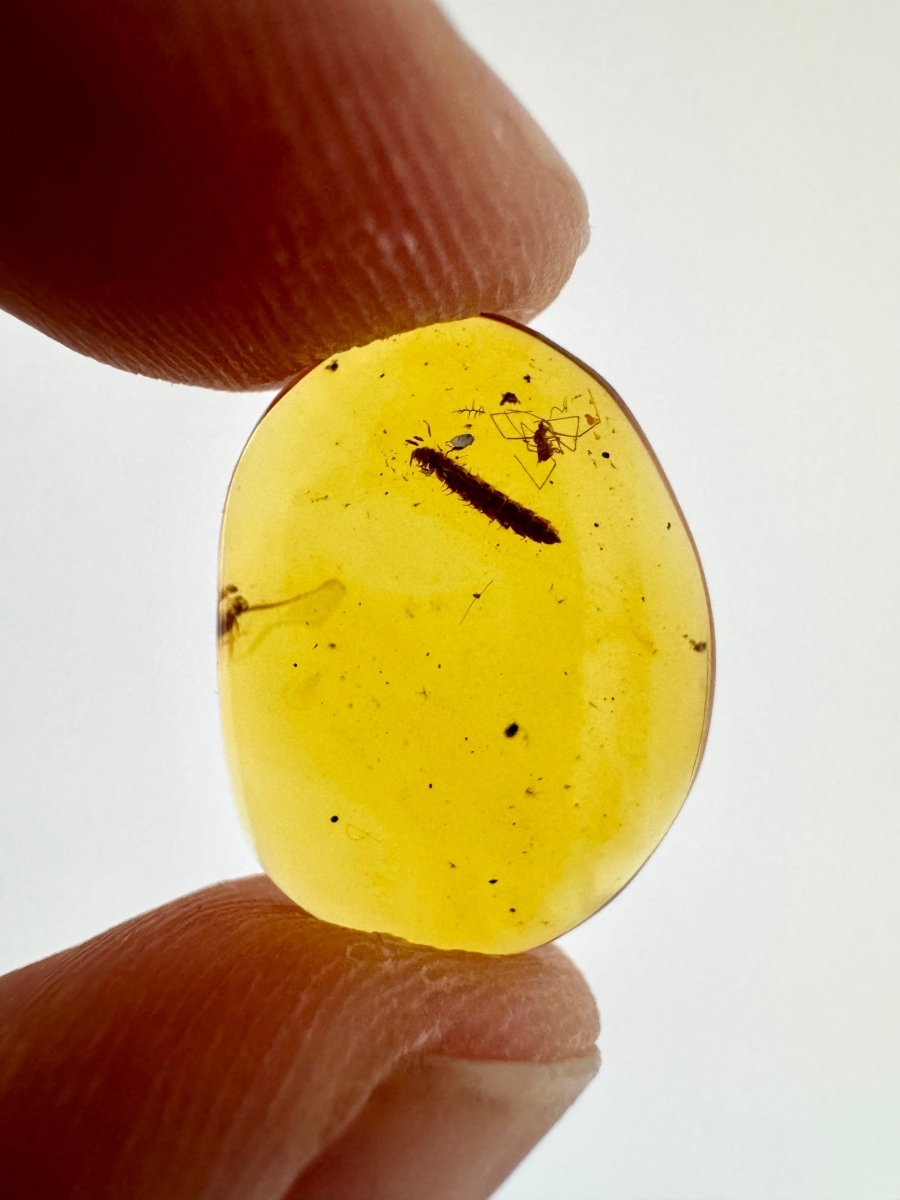 Burmese Amber fossil with Spider and unknown milipede insect (Burmite amber) - FossilsAndMore