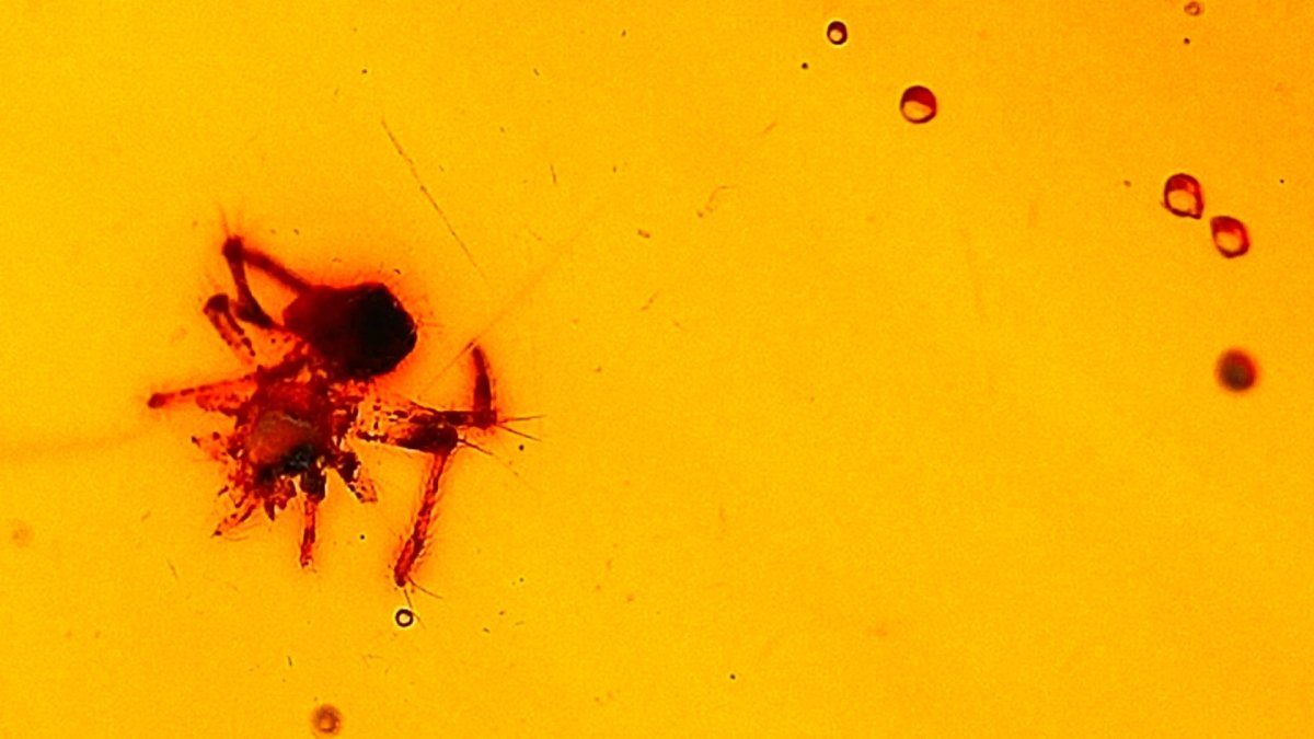 Burmese Amber fossil with spider & fly species insect inclusion from Myanmar - FossilsAndMore