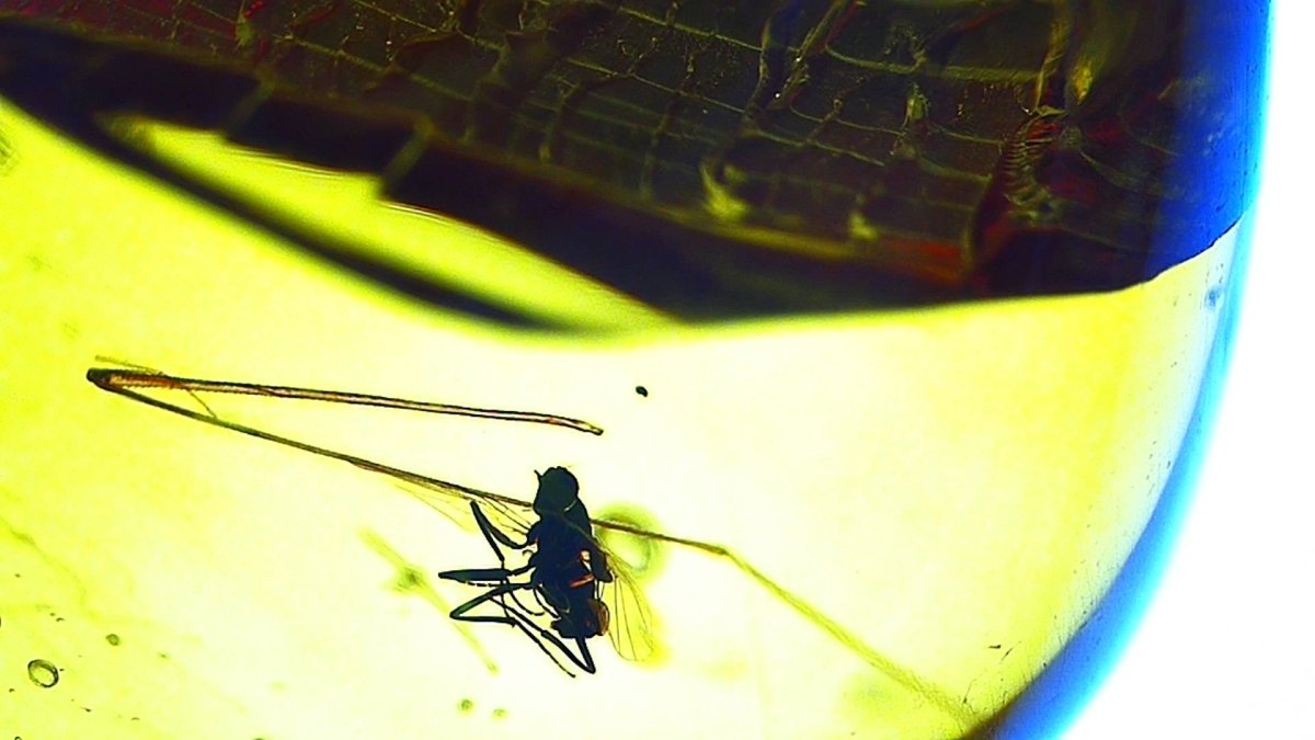 Burmese Amber fossil with spider & fly species insect inclusion from Myanmar - FossilsAndMore