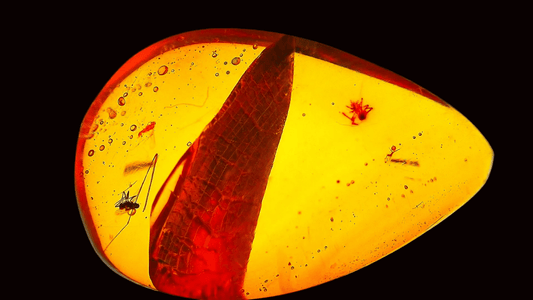 Burmese Amber fossil with spider & fly species insect inclusion from Myanmar - FossilsAndMore
