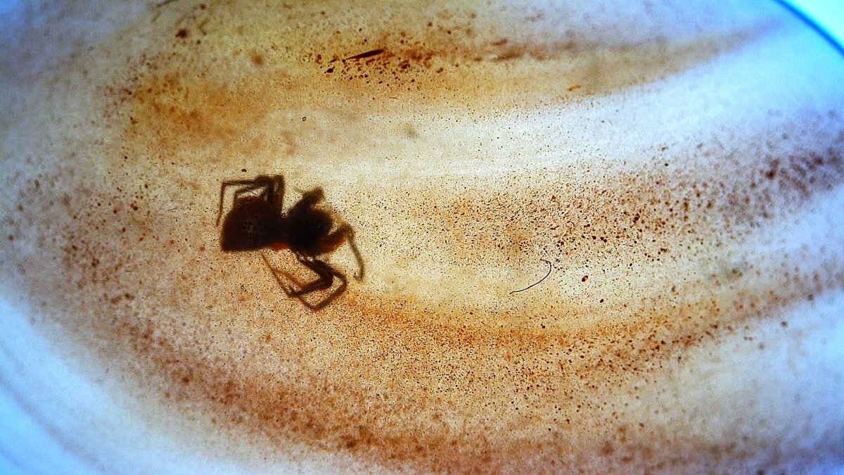 Burmese Amber fossil with Spider insect (Burmite amber) - FossilsAndMore