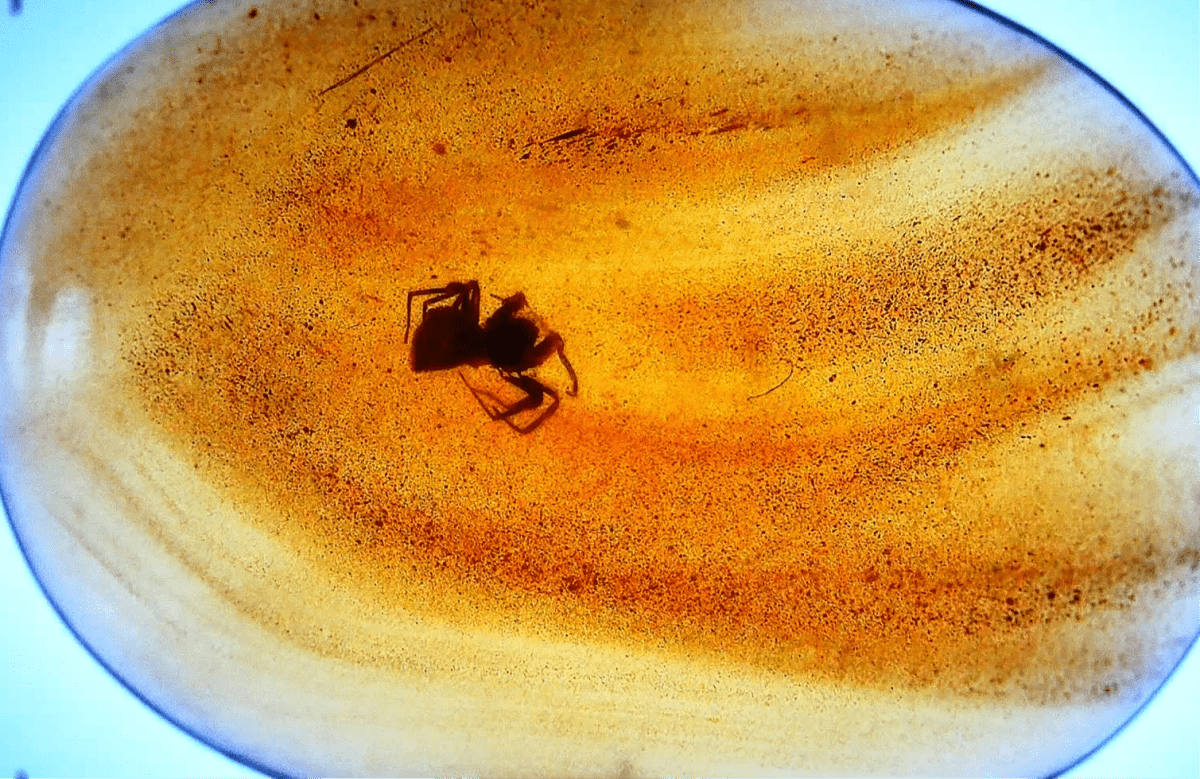 Burmese Amber fossil with Spider insect (Burmite amber) - FossilsAndMore