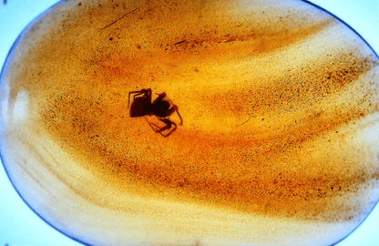 Burmese Amber fossil with Spider insect (Burmite amber) - FossilsAndMore