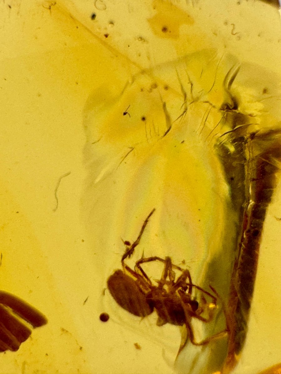 Burmese Amber fossil with Spider insect (Burmite amber) - FossilsAndMore