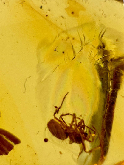 Burmese Amber fossil with Spider insect (Burmite amber) - FossilsAndMore