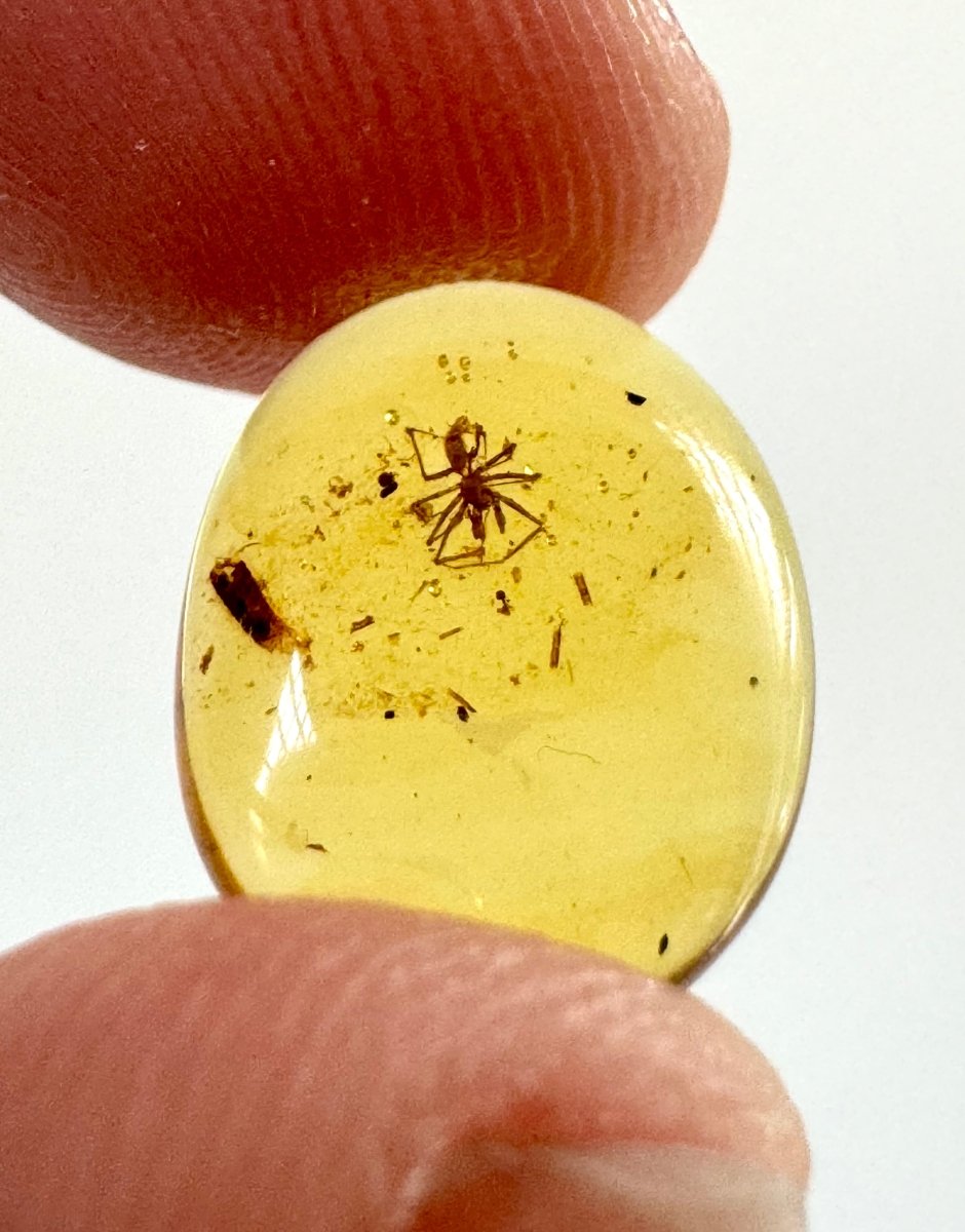 Burmese Amber fossil with Spider insect (Burmite amber) - FossilsAndMore