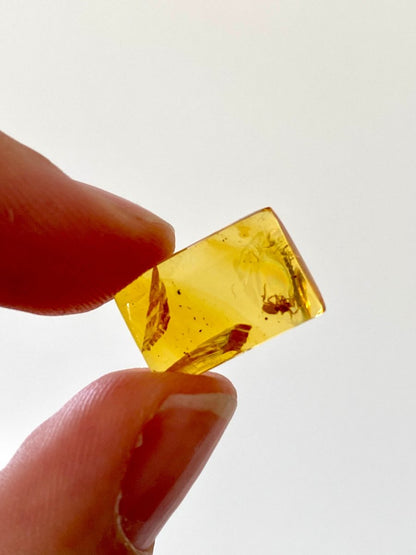 Burmese Amber fossil with Spider insect (Burmite amber) - FossilsAndMore