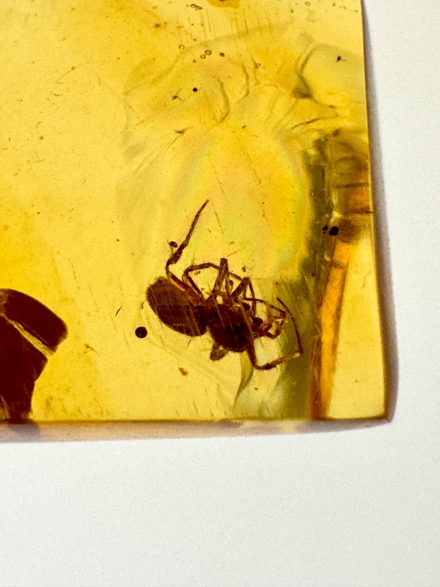 Burmese Amber fossil with Spider insect (Burmite amber) - FossilsAndMore