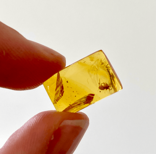 Burmese Amber fossil with Spider insect (Burmite amber) - FossilsAndMore