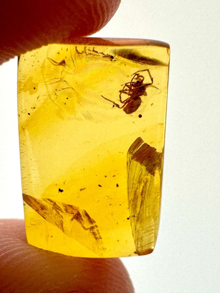 Burmese Amber fossil with Spider insect (Burmite amber) - FossilsAndMore