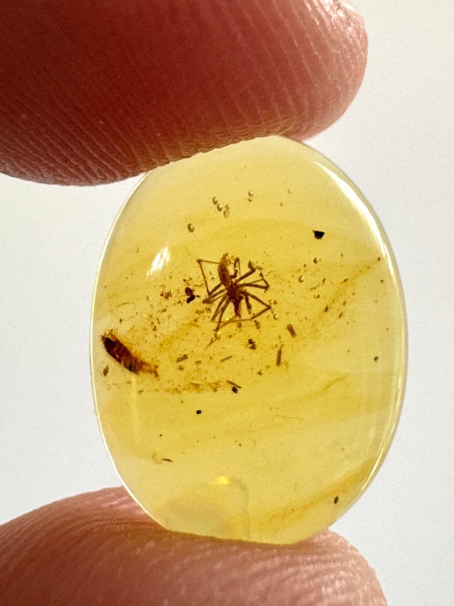 Burmese Amber fossil with Spider insect (Burmite amber) - FossilsAndMore