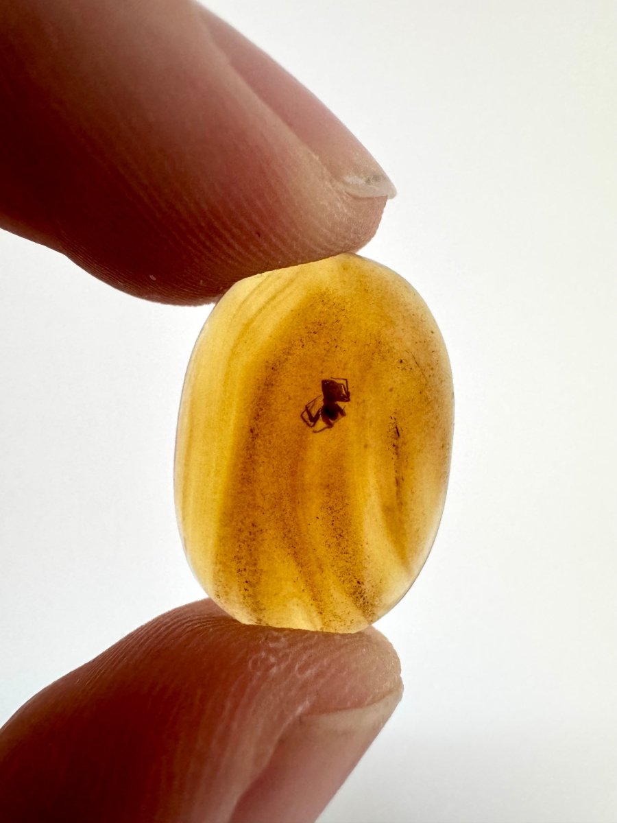 Burmese Amber fossil with Spider insect (Burmite amber) - FossilsAndMore