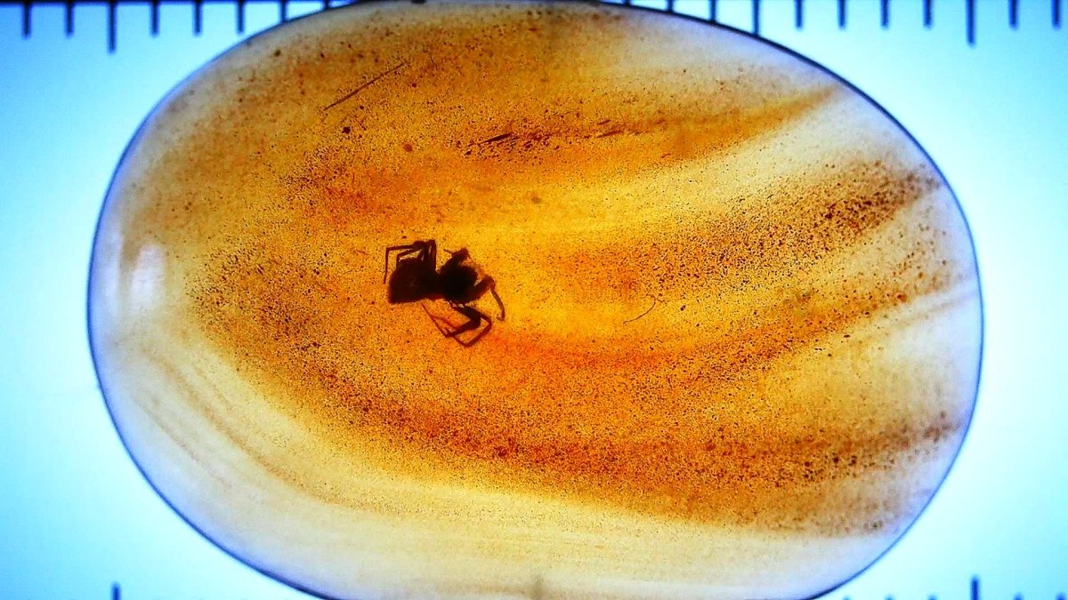 Burmese Amber fossil with Spider insect (Burmite amber) - FossilsAndMore