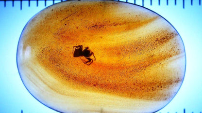 Burmese Amber fossil with Spider insect (Burmite amber) - FossilsAndMore