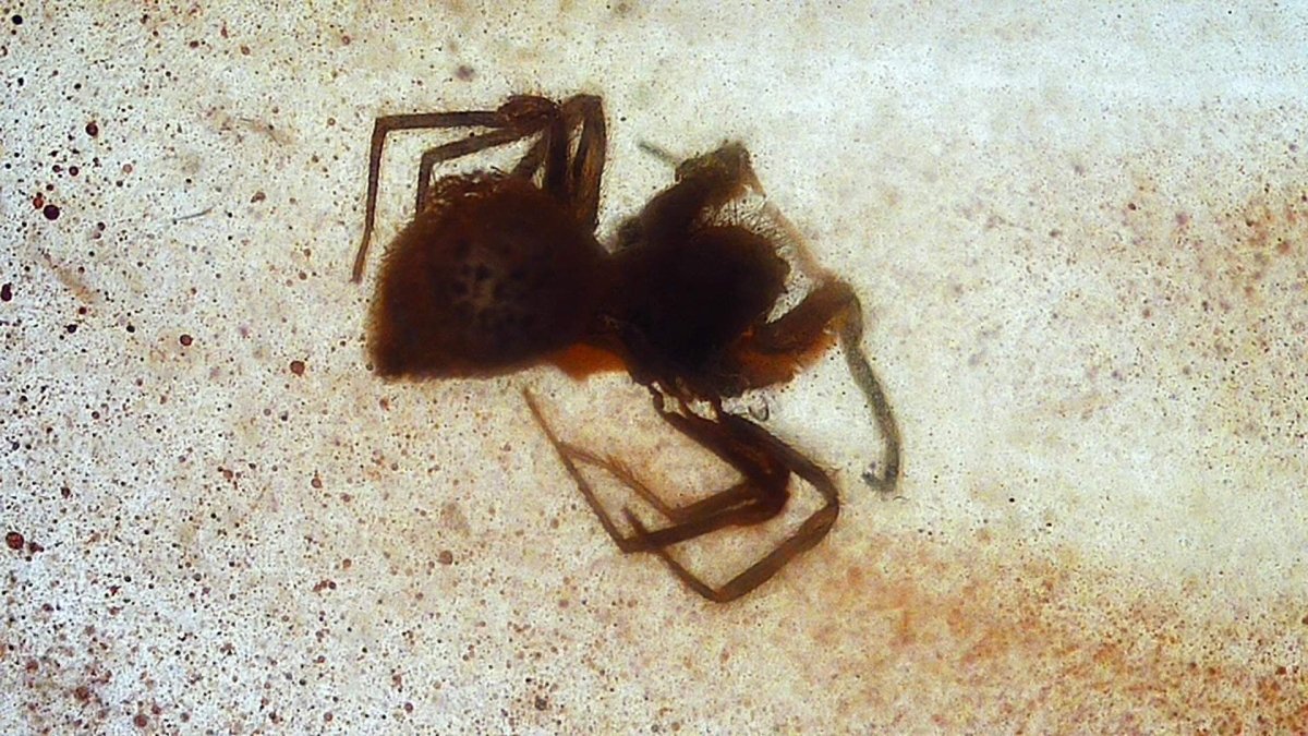 Burmese Amber fossil with Spider insect (Burmite amber) - FossilsAndMore