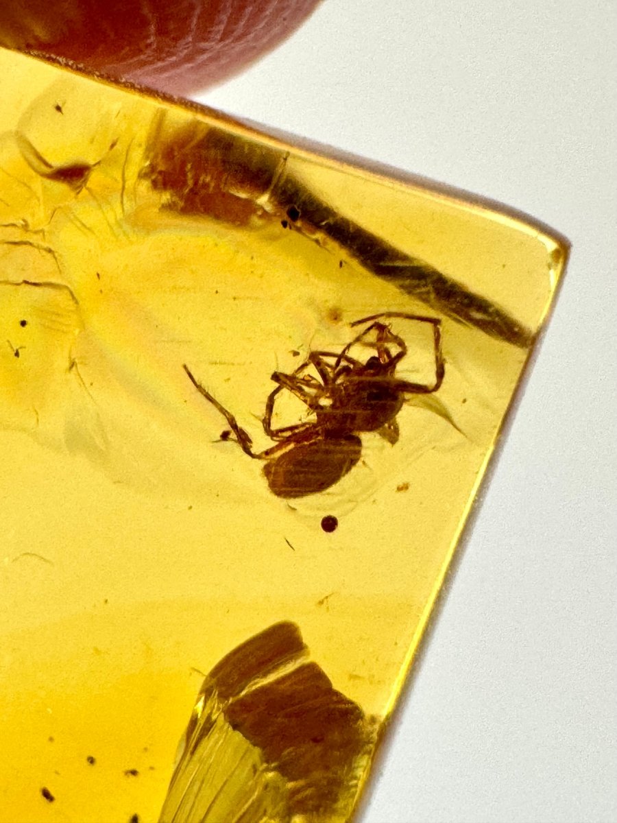 Burmese Amber fossil with Spider insect (Burmite amber) - FossilsAndMore