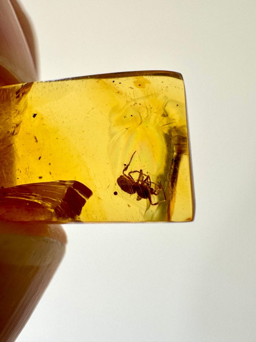 Burmese Amber fossil with Spider insect (Burmite amber) - FossilsAndMore